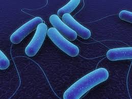 Bakteri Makanan