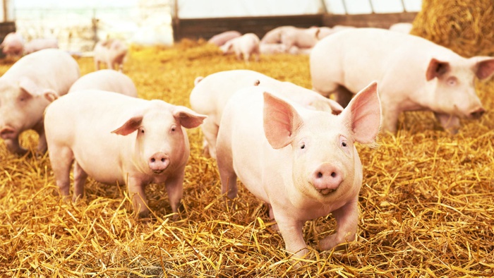 Pemerintah China Akan Musnahkan 6000 Babi