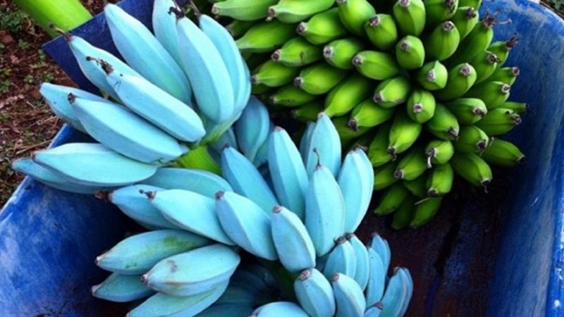 Pisang Biru “Blue Java Banana”  Lagi Viral