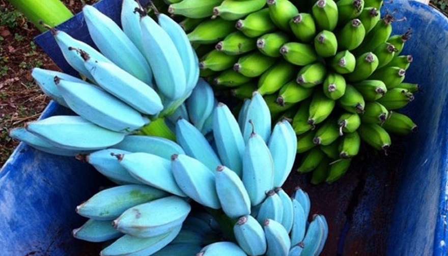 Pisang Biru “Blue Java Banana”  Lagi Viral