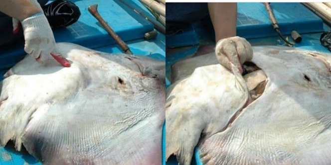 Foto Perut Ikan Pari Menggembung, Isinya Mengejutkan