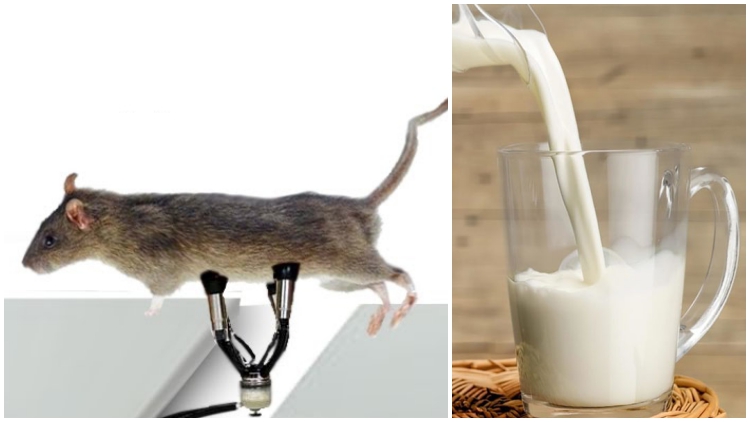 Manusia Harusnya Minum Susu Tikus Bukan Susu Sapi