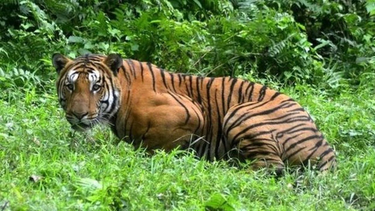 Perjalanan Panjang Harimau India