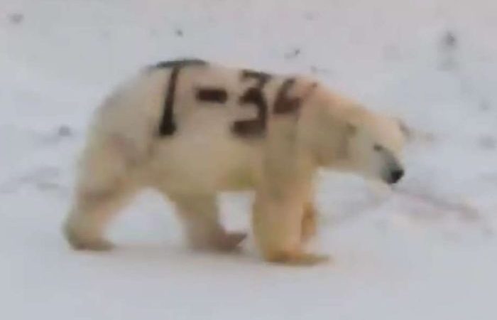 Beruang Kutub Ini Dijahili Manusia Dengan Tulisan