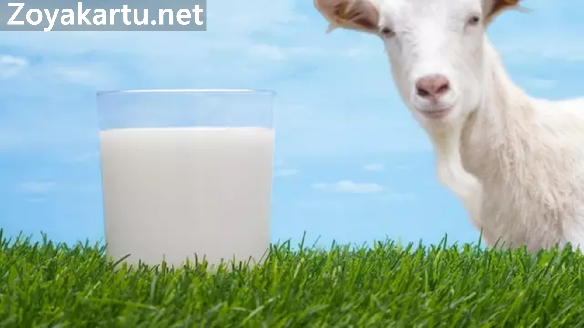 5 Manfaat Susu Kambing Etawa bagi Kesehatan