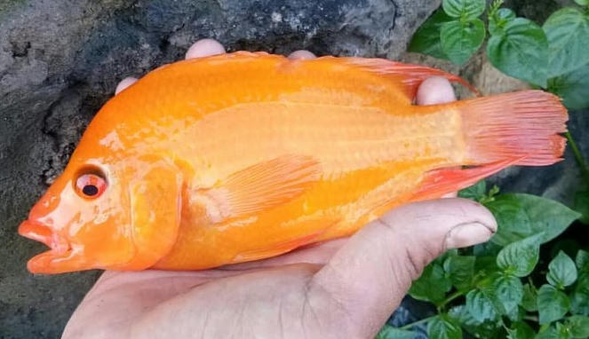 Ikan Iblis Merah Yang Dilarang Di Indonesia