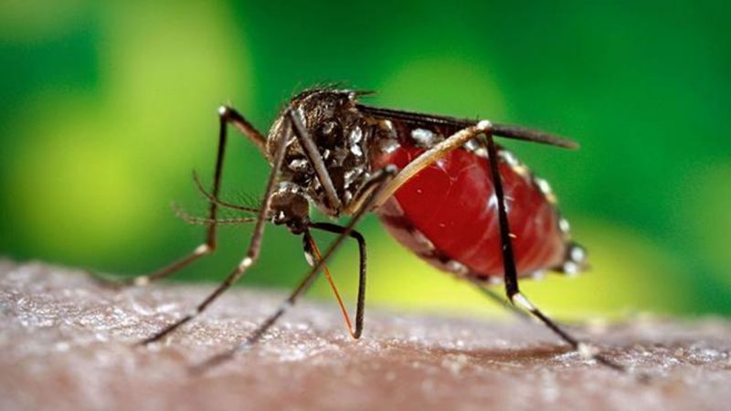 5 Tips Atasi Sakit dan Gatal Bekas Gigitan Nyamuk