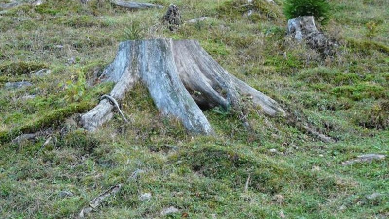Spesies Pohon Dunia Terancam Punah