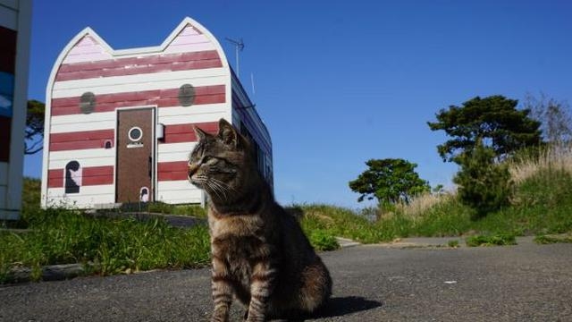 Pecinta Kucing, Ini 5 Pulau di Jepang yang Cocok Jadi Tujuan Wisata