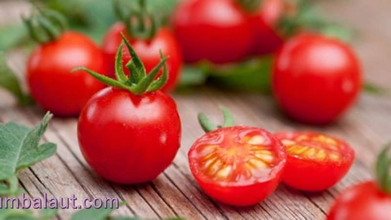 Manfaat Luar Biasa Tomat untuk Kesehatan Tubuh