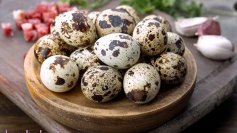 Manfaat Telur Puyuh yang Baik untuk Kesehatan Tubuh