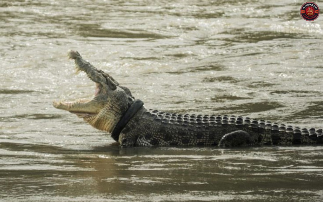 Aligator: Makhluk Misterius di Sungai Mississippi